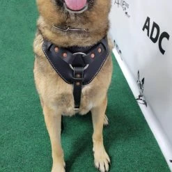 Leather Heavy Duty Mobility Harness -Agility Shop 0010 86576.1666639053