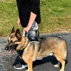 Leather Heavy Duty Mobility Harness -Agility Shop 001 08466.1666639053