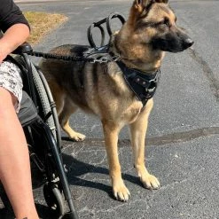 Leather Heavy Duty Mobility Harness -Agility Shop 004 61615.1666639053