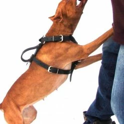 Bite Suit Wedge With Handles 6x10 -Agility Shop 00713113 100 full 20513.1652094060