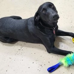 Fur Bungee W/Foam Ball Tug -Agility Shop 073303 5 full 23619.1638911545