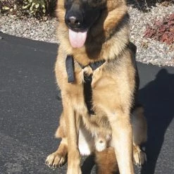 Nylon Tracking Dog Harness -Agility Shop 207086 5 full 99334.1638911362