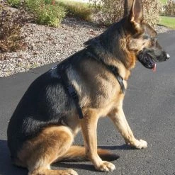 Nylon Tracking Dog Harness -Agility Shop 207086 7 full 75512.1638911368