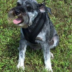 ActiveDogs Fleece No Pull Dog Harness -Agility Shop 273050 13 full 07088.1646860328