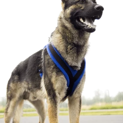 ActiveDogs Fleece No Pull Dog Harness -Agility Shop 273050 18 full 75179.1645445212
