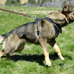 Leather German Agitation Basket Muzzle 5 Leather German Agitation Basket Muzzle -Agility Shop 303329 1 full 62180.1674744207