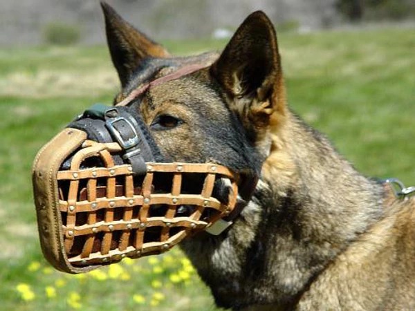 Leather German Agitation Basket Muzzle 2 Leather German Agitation Basket Muzzle - Image 2