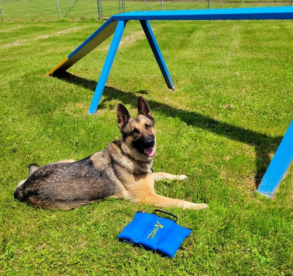 Agility Saddlebag Sand Bag W/ Weights 13# 6 Agility Saddlebag Sand Bag W/ Weights 13# - Image 6