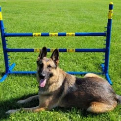 Agility Fixed Base Jump - Competition Size -Agility Shop 350778 4 full 30129.1638911520