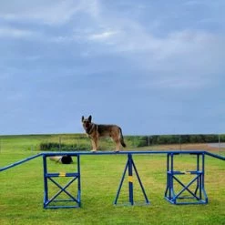 Agility PVC Deluxe Double Dog Walk Bases W/Side Ramps -Agility Shop 350789 8 83058.1664378269