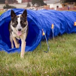 Agility Dog Tunnel W/ Carry Bag 8 Agility Dog Tunnel W/ Carry Bag -Agility Shop 3520515 09952.1638911378