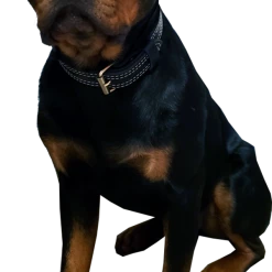 Center D-Ring Leather Dog Collar 1.5" -Agility Shop 401615 Jasper2 full 48654.1638911412