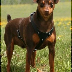 Small Dog Heavy Duty Leather Harness -Agility Shop 401711dog1 full 54858.1638911411