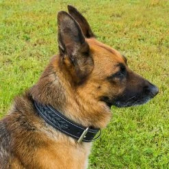 Braided Leather Dog Collar 1.5" -Agility Shop 401726BK 5 full 55441.1638911442