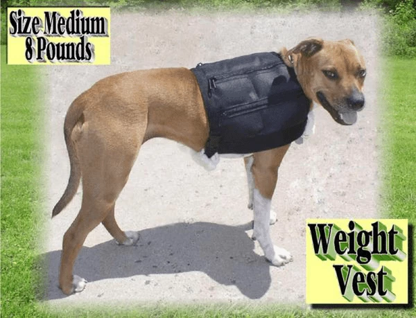 8 Lb Dog Weight Vest - Medium 3 8 Lb Dog Weight Vest - Medium - Image 3