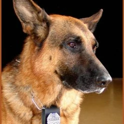 Leather K9 Badge Holder -Agility Shop 404700AD3 33048.1638911352