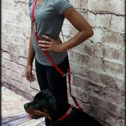 Service Dog Collar W/ Chrome Service Dog ID Tag -Agility Shop 407018 10 full 36892.1638911467