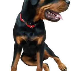 Service Dog Collar W/ Chrome Service Dog ID Tag -Agility Shop 407018 4 full 24891.1638911472