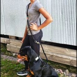 Service Dog Collar W/ Chrome Service Dog ID Tag -Agility Shop 407018 7 full 23662.1638911478