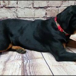 Service Dog Collar W/ Chrome Service Dog ID Tag -Agility Shop 407018 9 full 37695.1638911483