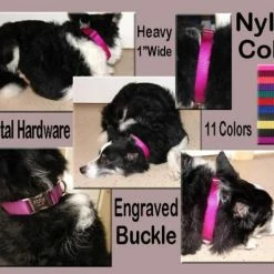 Nylon Dog Collars - 1" -Agility Shop 407028AD1 19190.1638911384