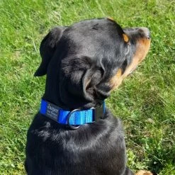 Personalized ID Nylon Dog Collar - 1" -Agility Shop 407035 12 full 68515.1647863650