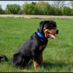 Personalized ID Nylon Dog Collar - 1" -Agility Shop 407035 3 full 03624.1647863650