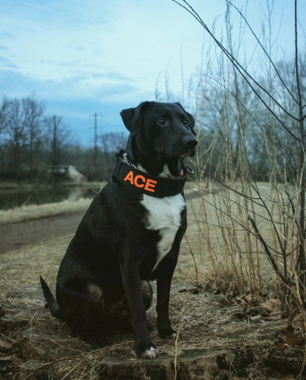 Custom ID Patch Dog Collar 4 Custom ID Patch Dog Collar - Image 4