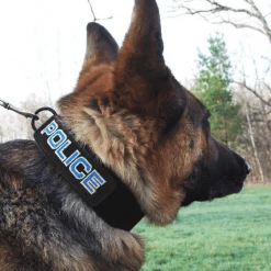 Embroidered Patch Dog Collar -Agility Shop 407083 2 full 64874.1638911398