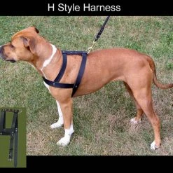 Leather H-Harness -Agility Shop 407087 3 83499.1638911359