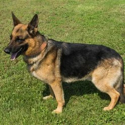 CaliberDog Leather Dog Collar 1.5" -Agility Shop 424242 5 full 54474.1638911433