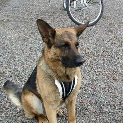 Hundcycler Padded Dog Harness -Agility Shop 500100H 5 full 59232.1638911380