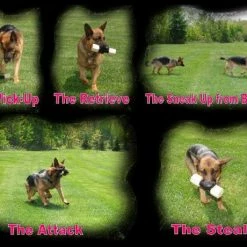 Neoprene Wrapped Training Dumbbell 8 Neoprene Wrapped Training Dumbbell -Agility Shop 509013AD2 19308.1638911374