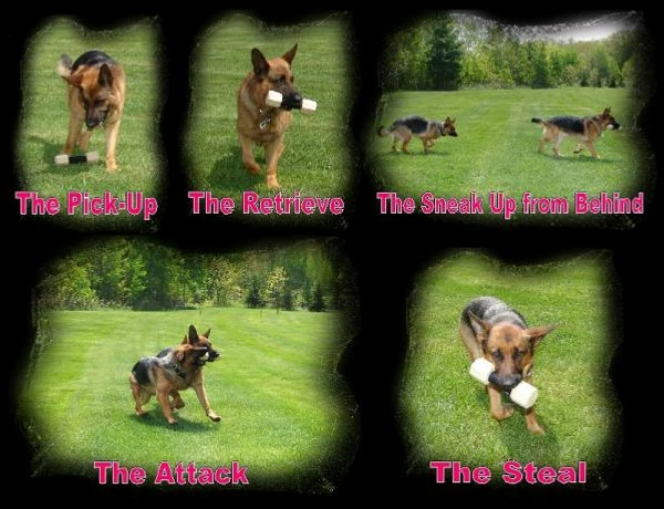 Neoprene Wrapped Training Dumbbell 3 Neoprene Wrapped Training Dumbbell - Image 3