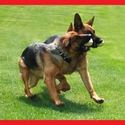 Neoprene Wrapped Training Dumbbell 10 Neoprene Wrapped Training Dumbbell -Agility Shop 509013AD4 26732.1638911381