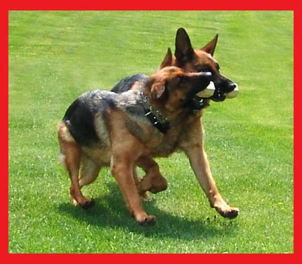 Neoprene Wrapped Training Dumbbell 5 Neoprene Wrapped Training Dumbbell - Image 5