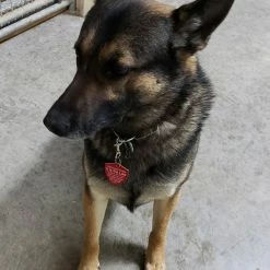 Service Dog Engraved Travel ID Tag -Agility Shop 701213 21 full 15700.1644842129