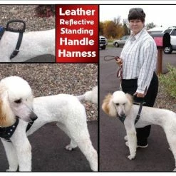 Leather Reflective Standing Handle Harness 6 Leather Reflective Standing Handle Harness -Agility Shop 7040708AD1 57331.1638911350