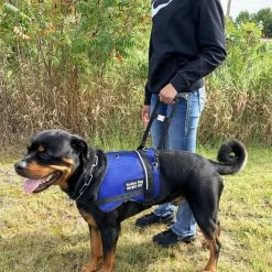 Rigid Clip-On Service Dog Bridge Handle W/Chrome Service Dog ID Band - 12" -Agility Shop 704501 7 full 04459.1638911501