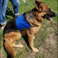 Custom Logo/Text Service Dog Starter Cape -Agility Shop 707510 7 full 96316.1644616721