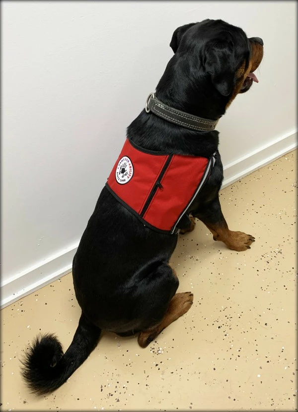Custom Logo/Text Service Dog Starter Cape W/ Zipper Pockets 3 Custom Logo/Text Service Dog Starter Cape W/ Zipper Pockets - Image 3