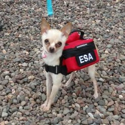 Small Dog Backpack Vest -Agility Shop 707524 19 full 49599.1638911459