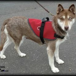 Mesh Vest With Handle & Clear ID Pocket -Agility Shop 707527 4 full 69795.1655118350