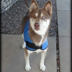 Dog In Training - Do Not Distract Jacket/Vest -Agility Shop 707529 5 full 39128.1643828157