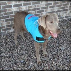 Dog In Training - Do Not Distract Jacket/Vest -Agility Shop 707529 6 full 92120.1643828157