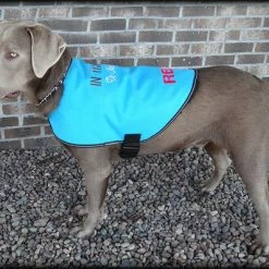 Dog In Training - Do Not Distract Jacket/Vest -Agility Shop 707529 7 full 00056.1643828157