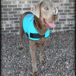 Dog In Training - Do Not Distract Jacket/Vest -Agility Shop 707529 8 full 85879.1643828157