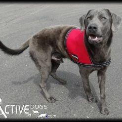 Service Dog ID Cape Vest + Free ADA Federal Law Cards -Agility Shop 707532 13 full 19519.1638911465