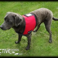 Service Dog ID Cape Vest + Free ADA Federal Law Cards -Agility Shop 707532 15 full 23134.1638911469