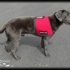 Service Dog ID Cape Vest + Free ADA Federal Law Cards -Agility Shop 707532 16 full 06714.1638911470